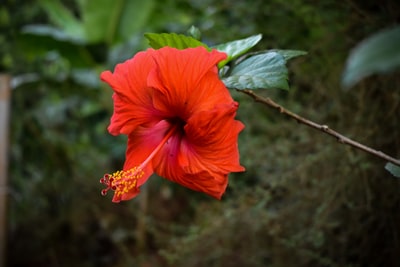 白天盛开的橙色芙蓉花的选择性聚焦摄影